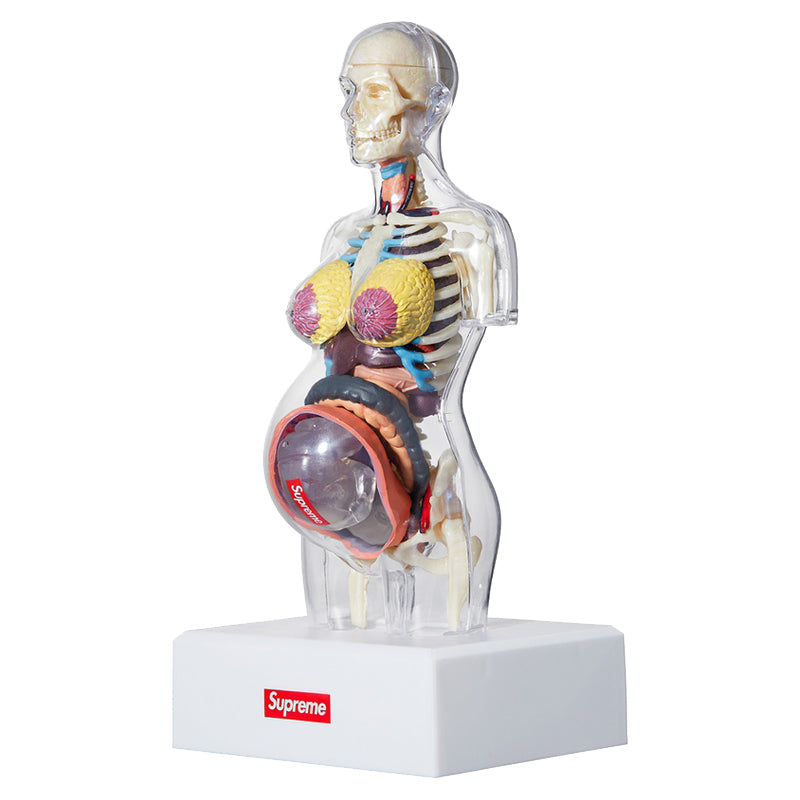 Supreme Anatomy Model Torso Doll SP-FW18A71-W
